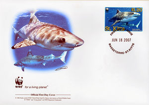 Tiger Shark (Galeocerdo cuvier)