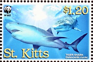 Tiger Shark (Galeocerdo cuvier)