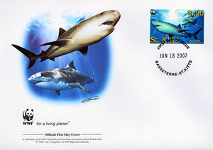 Tiger Shark (Galeocerdo cuvier)