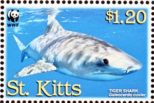 Tiger Shark (Galeocerdo cuvier)