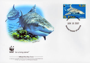 Tiger Shark (Galeocerdo cuvier)