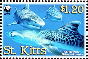 Tiger Shark (Galeocerdo cuvier)