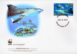 Tiger Shark (Galeocerdo cuvier)