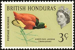 Stamp, Northern Jacana (Jacana spinosa), British Honduras,  , Birds
