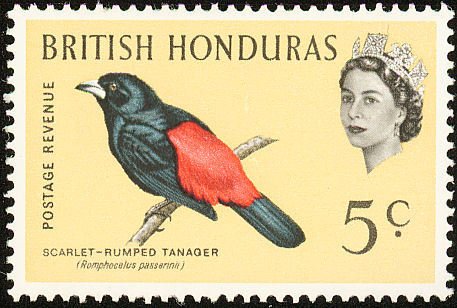 Passerini's Tanager (Ramphocelus passerinii)