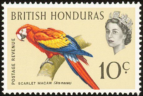 Scarlet Macaw (Ara macao)