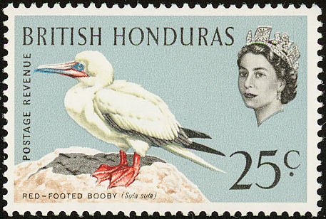 Red-footed Booby (Sula sula)