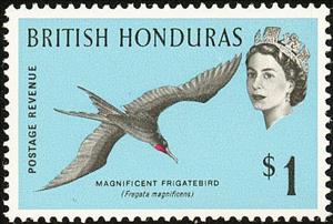 Stamp, Magnificent Frigatebird (Fregata magnificens), British Honduras,  , Birds