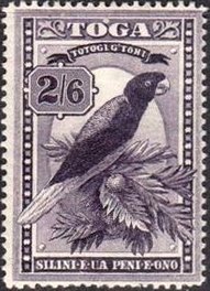 Maroon Shining-parrot (Prosopeia tabuensis)