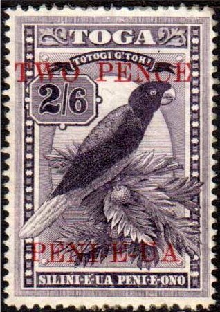 Maroon Shining-parrot (Prosopeia tabuensis)