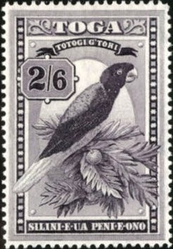 Maroon Shining-parrot (Prosopeia tabuensis)