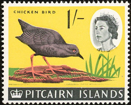 Henderson Crake (Nesophylax ater) 