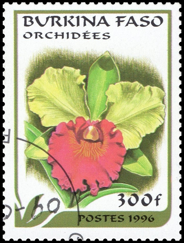 Cattleya