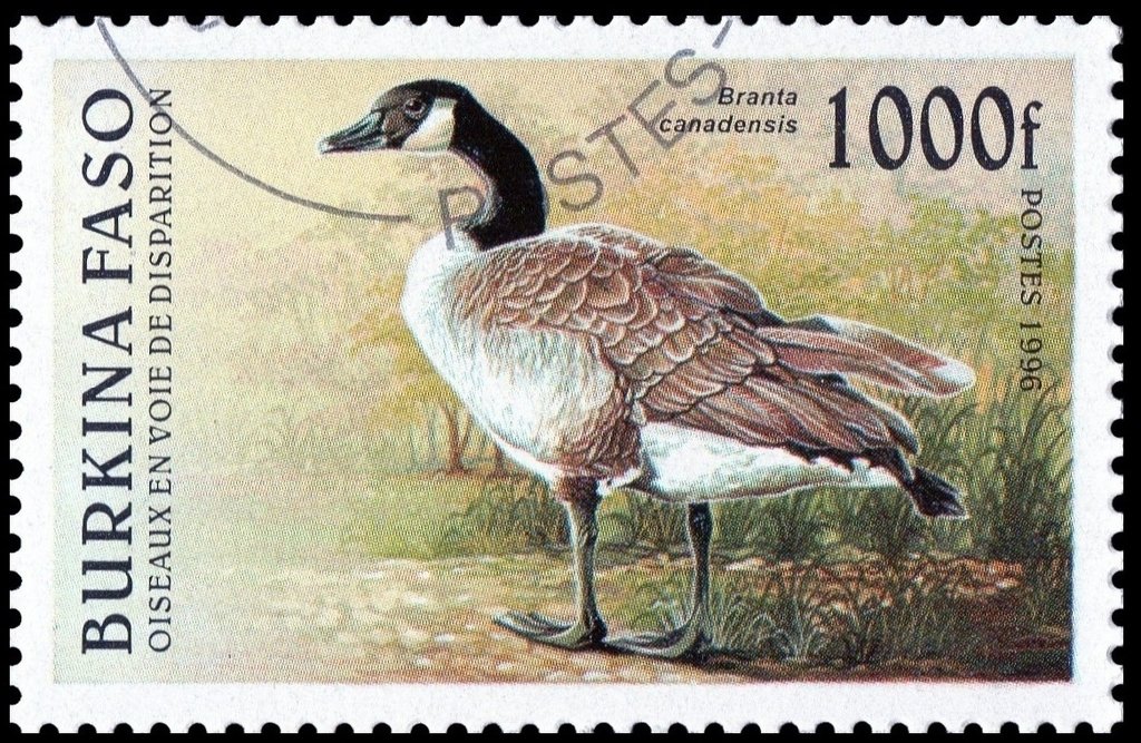 Canada Goose (Branta canadensis)