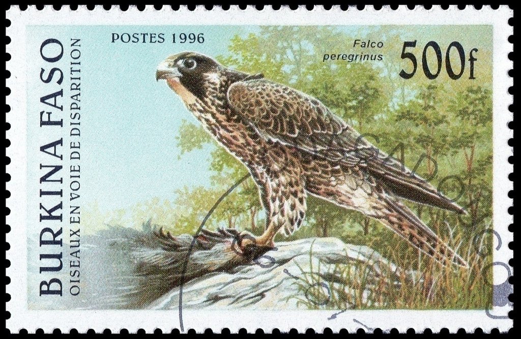 Peregrine Falcon (Falco peregrinus)