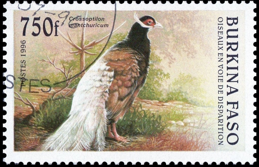 Brown-eared Pheasant (Crossoptilon mantchuricum)