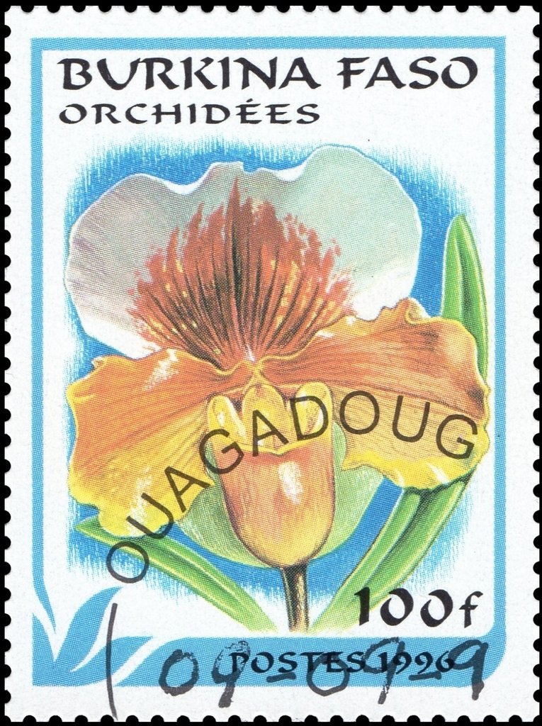 Paphiopedilum