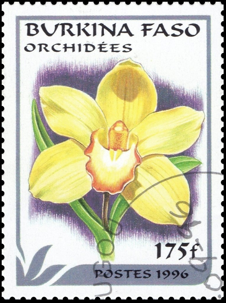 Cymbidium