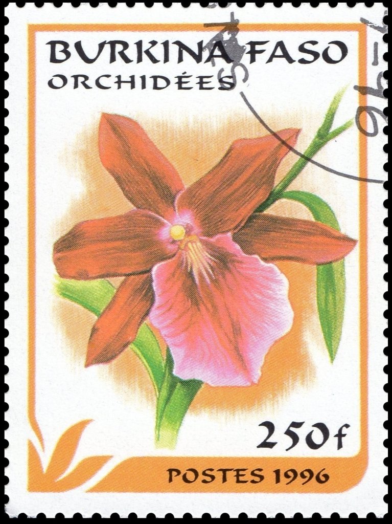Miltonia