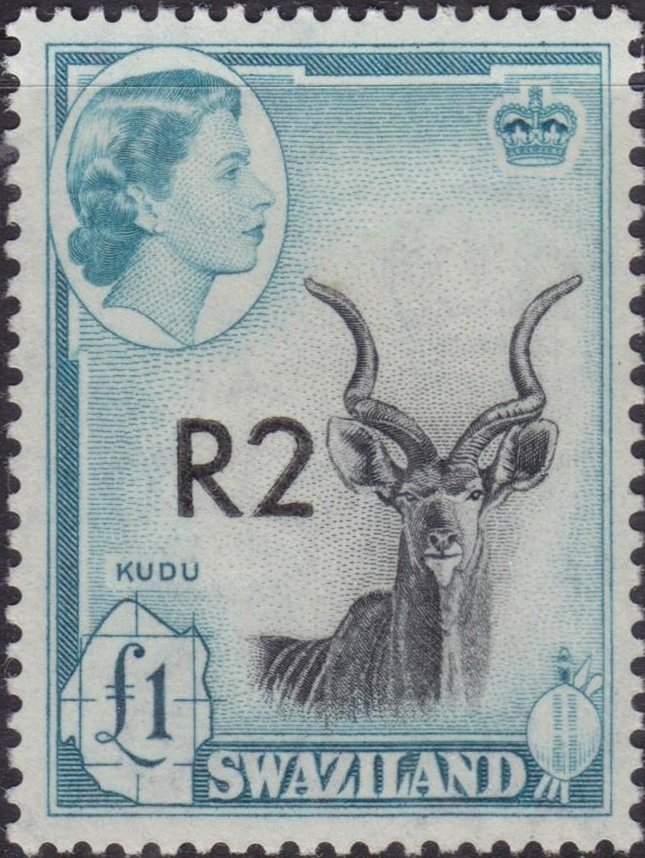 Greater Kudu (Tragelaphus strepsiceros)