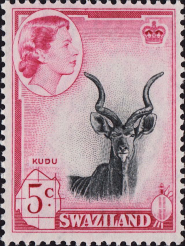 Greater Kudu (Tragelaphus strepsiceros)