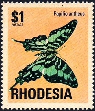 Larger Striped Swordtail (Papilio antheus)