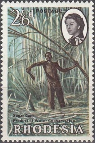 Cutting Sugar Cane