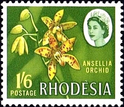 Ansellia Orchid
