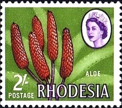 Aloe