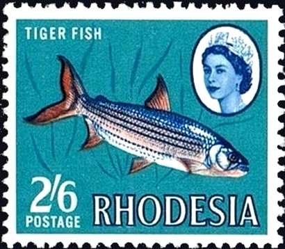 Tigerfish (Hydrocinus lineatus)