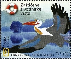 Rosy Pelican (Pelecanus onocrotalus)