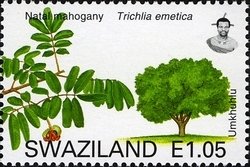 Natal Mahogany (Trichilia emetica)