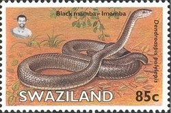 Black Mamba (Dendroaspis polylepis)