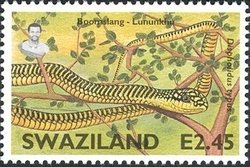 Stamp, Boomslang (Dispholidus typus typus), Swaziland,  , Reptiles, Snakes, Animals (Fauna)