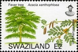 Stamp, Fever Tree (Acacia xanthophloea), Swaziland,  