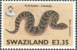 Puff Adder (Bitis arietans arietans)