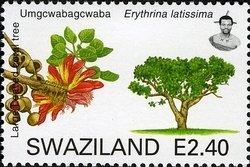 Large leaved Coral Tree (Erythrina latissima)