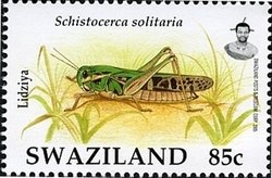 Desert Locust (Schistocerca solitaria)