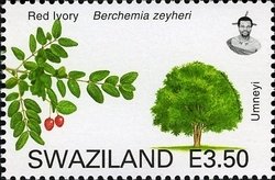 Red Ivory (Berchemia zeyheri)