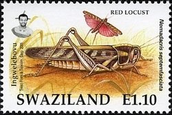 Red Locust (Nomadacris septemfasciata)