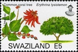 Stamp, Common Coral Tree (Erythrina lysistemon), Swaziland,  , Trees
