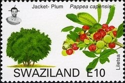 Jacket Plum (Pappea capensis)