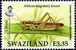 African Migratory Locust (Locusta migratoria migratoriodes)