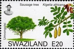 Sausage Tree (Kigelia africana)