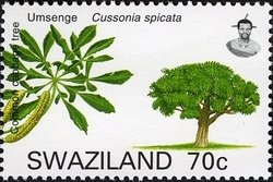 Common Cabbage tree (Cussonia spicata)