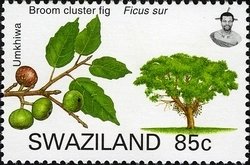 Broom Cluster Fig (Ficus sur.)