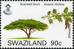 Scented Thorn (Acacia nilotica)