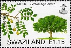 Marula (Sclerocarya birrea)