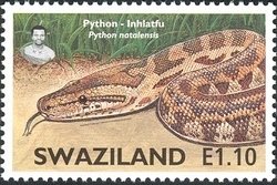 Southern African Rock Python (Python sebae natalensis)
