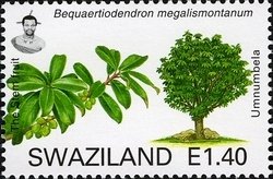 Stem-Fruit (Bequaertiodendron megalismontanum)